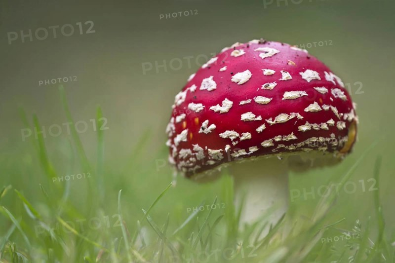 Fly Agaric
