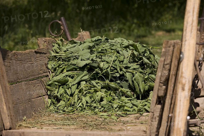 Stinging nettle