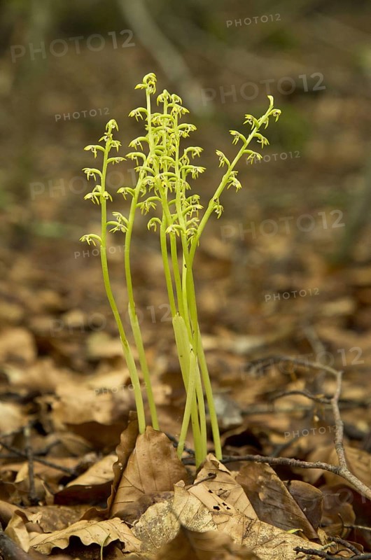 Early Coralroot