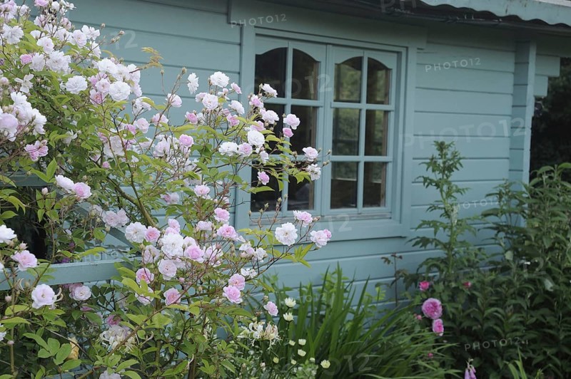 Cultivated rambling rose