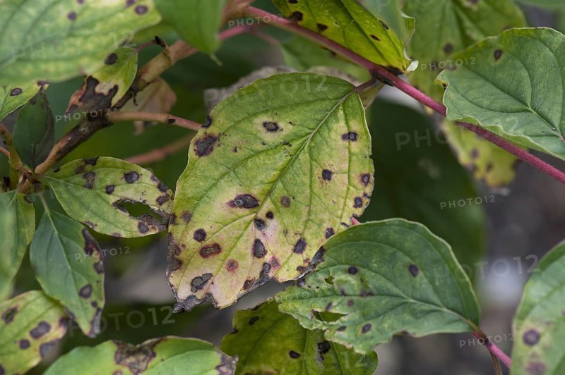 Leaf spot anthracnose