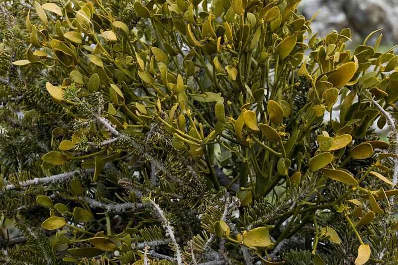 European mistletoe
