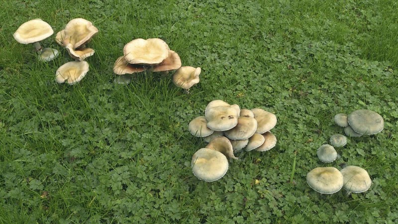 Verdigris verdigris agaric
