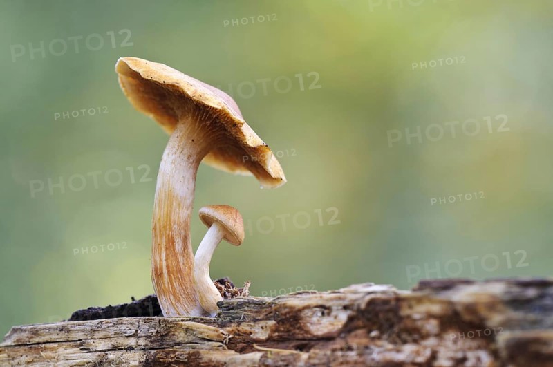 Common Rustgill