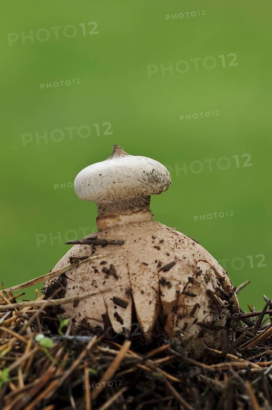 Striate Earthstar