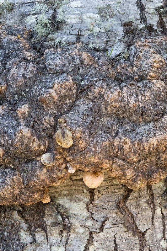 Antarctic Beech close-up of globular tumours on trunk