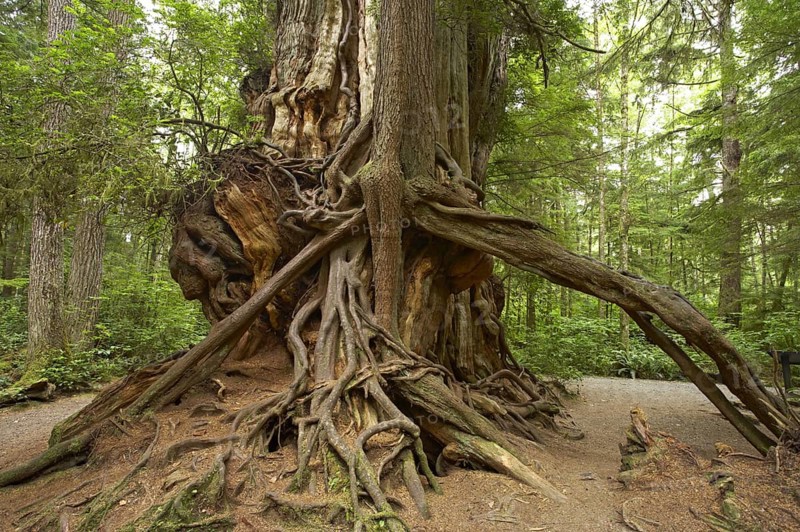 Western red cedar