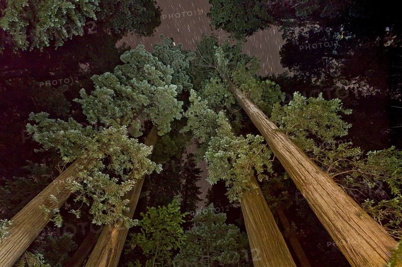 Coast redwood