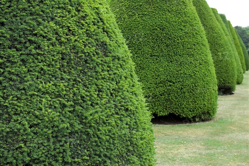English yew