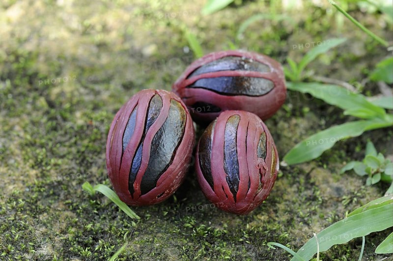 Nutmeg