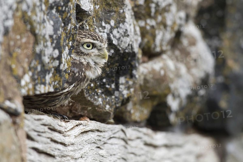 Little owl