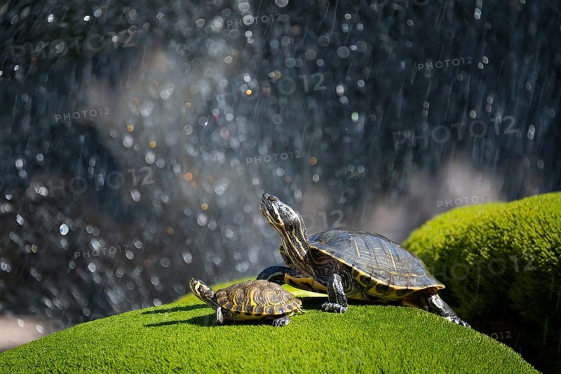 Fountain with turtles