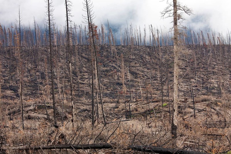 Charred logs burnt by forest fire