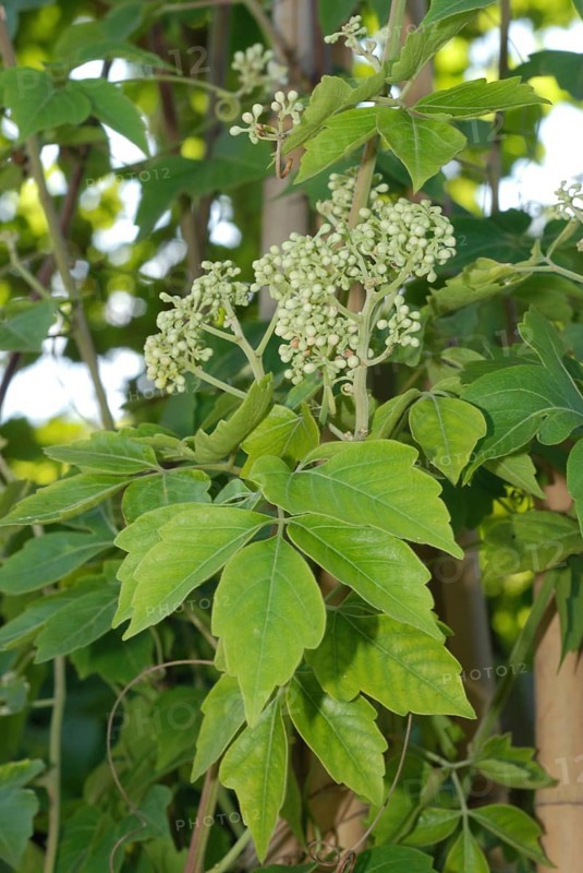 Guarana