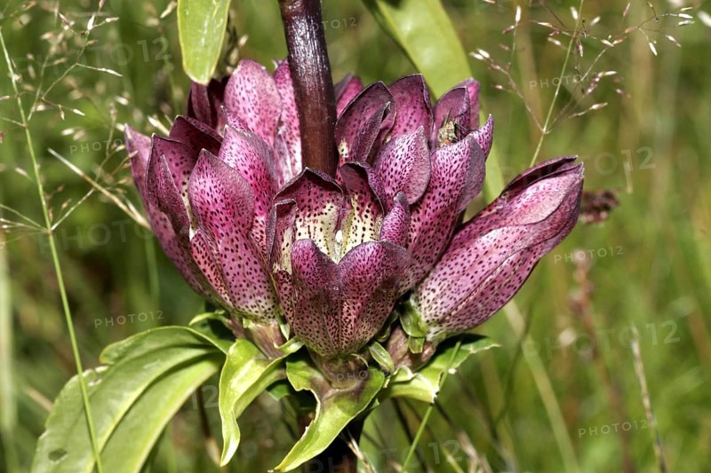 Brown gentian