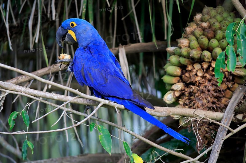 Blue macaw