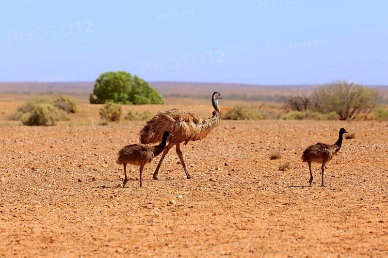 Emu