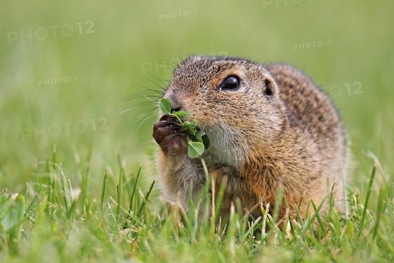 European gopher