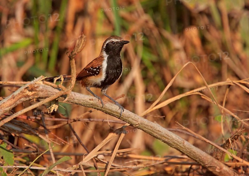 Rusty-backed Antwren