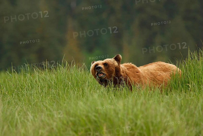 Adult grizzly bear