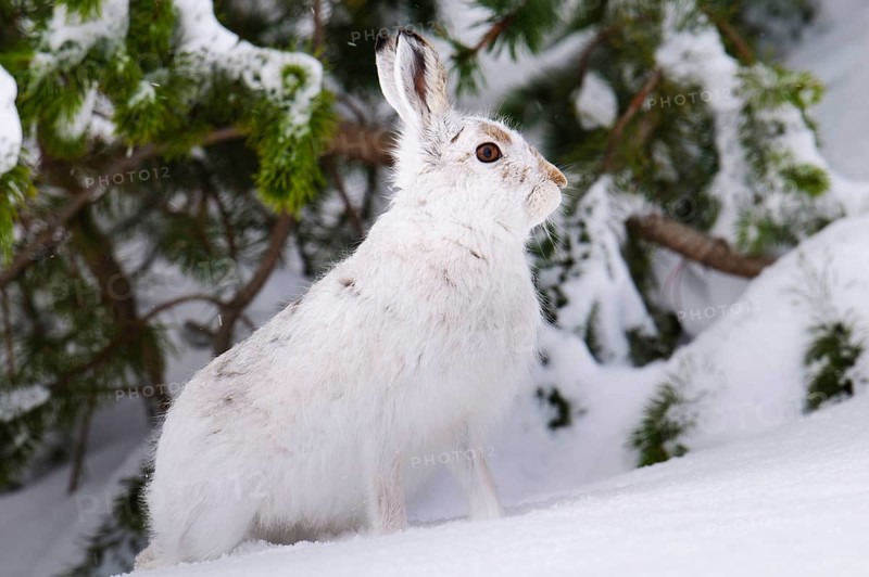 Mountain hare