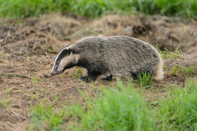Eurasian Badger