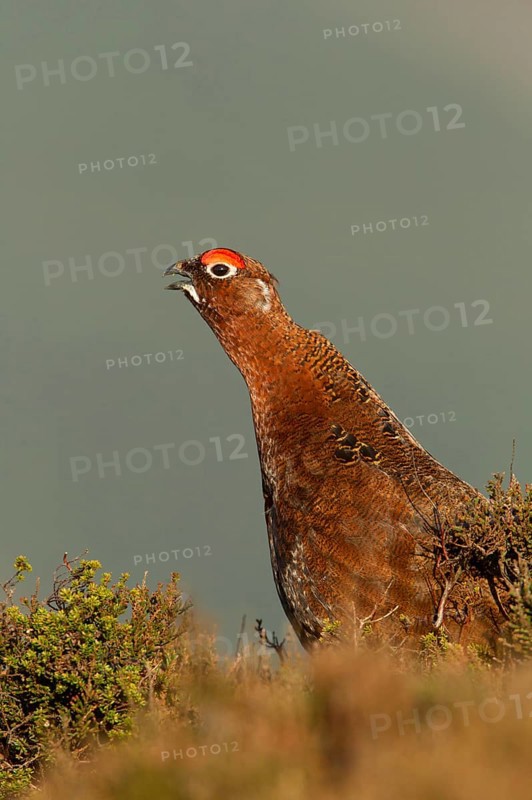 Red Grouse
