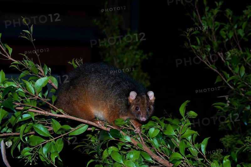 Common ringtail possum
