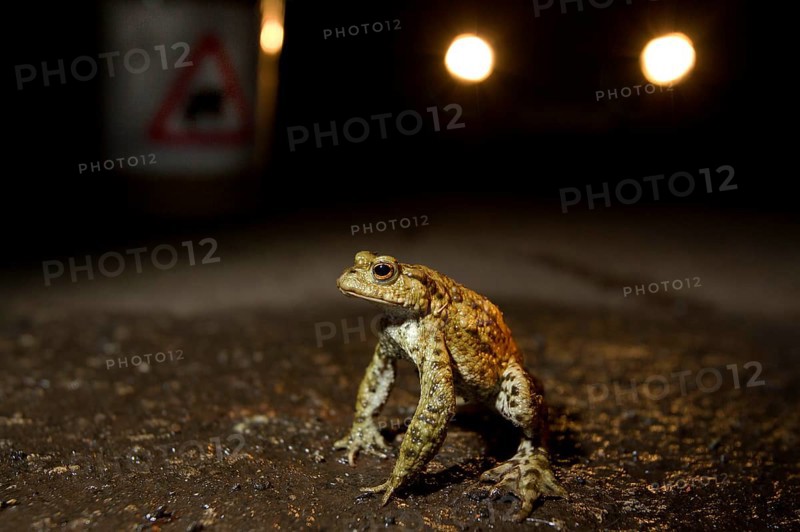 Common Toad