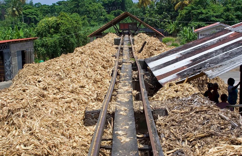 Sugar cane