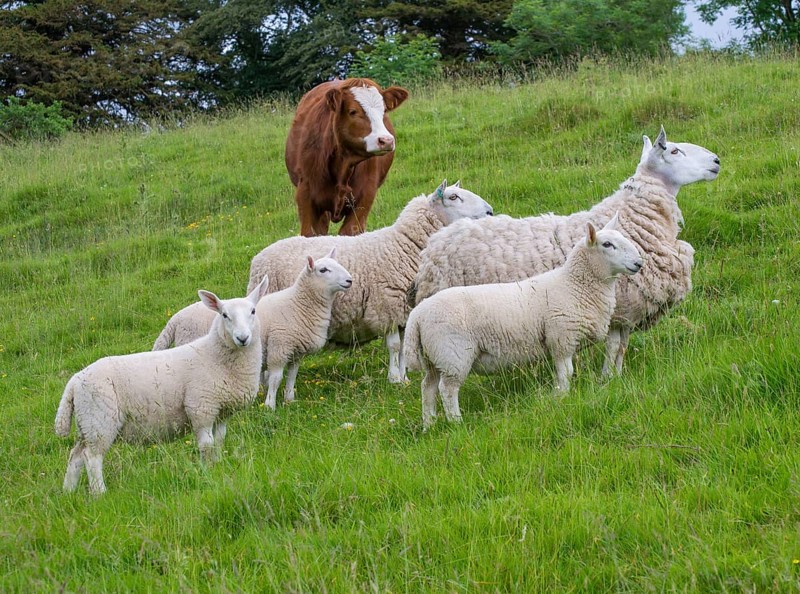 Domestic Sheep