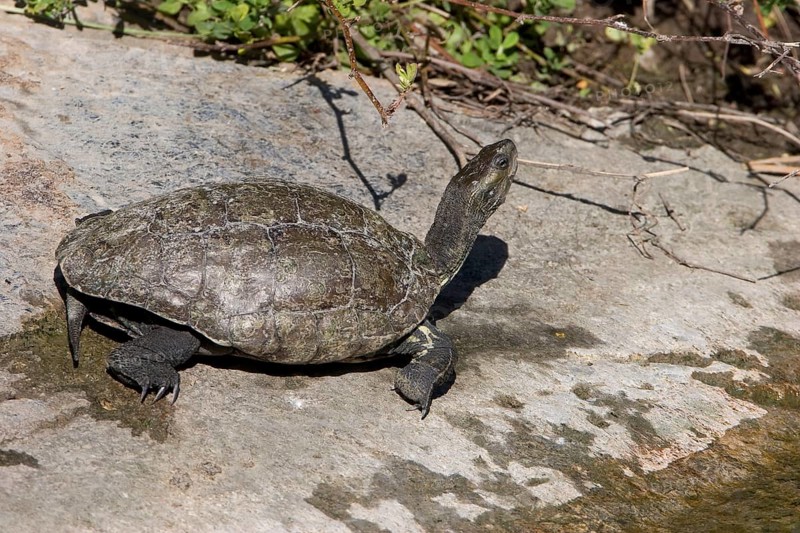 Western Caspian turtle