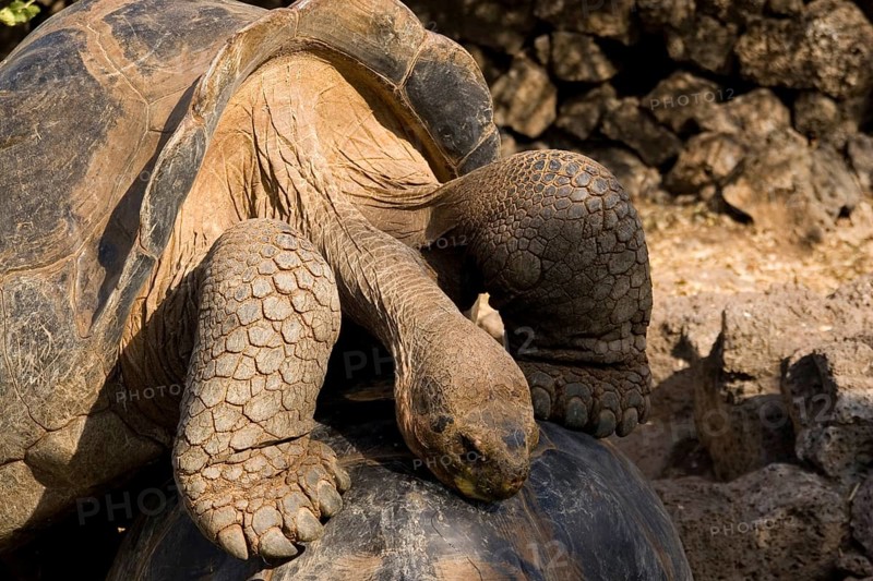 Testudo elephantopus