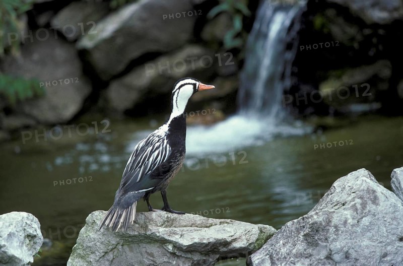 Torrent duck