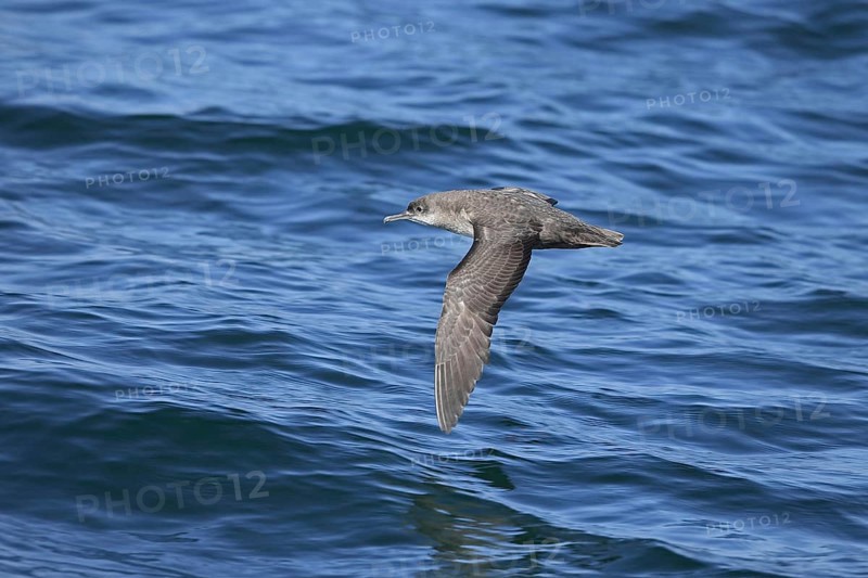 Balearic Shearwater
