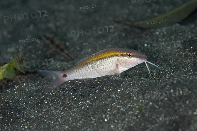 Dash-dot Goatfish