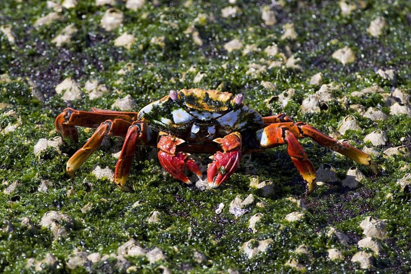 Red cliff crab