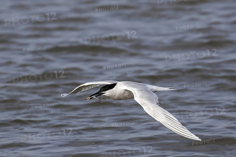 Sandwich Tern flies with Sand Eel on Scolt Head Island