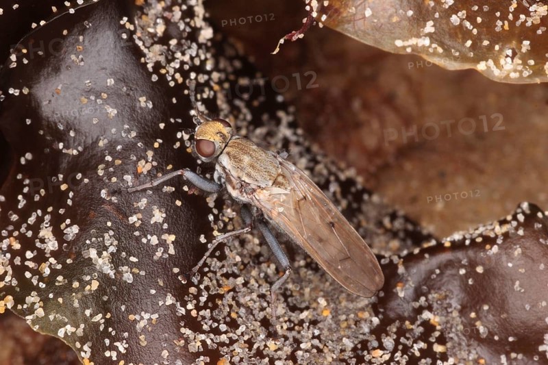 Beach fly
