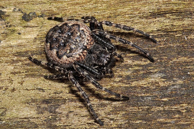 Walnut Orb-weaver Spider