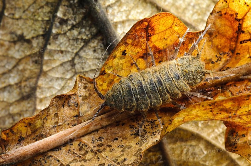 Waterlouse