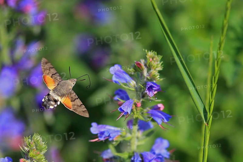 Hummingbird hawk-moth