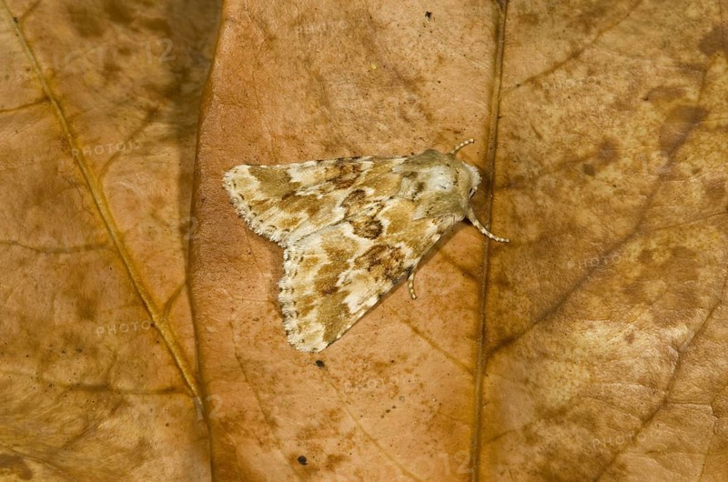 Dusky Sallow