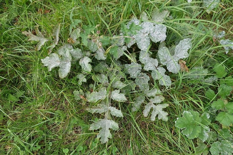 Umbellifer Powdery Mildew