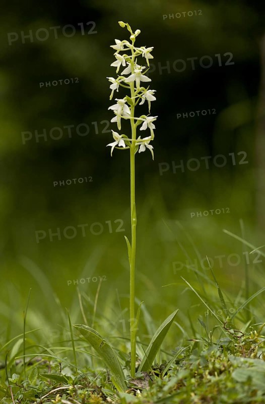 Lesser Butterfly Orchid