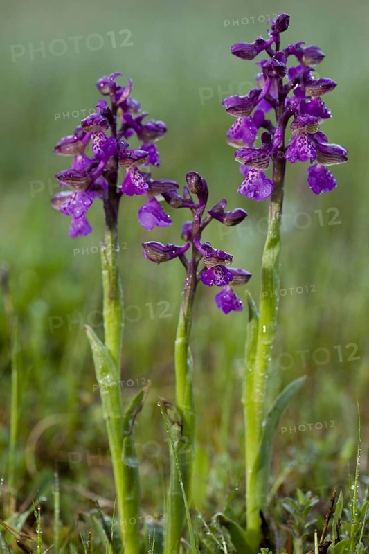 Green-winged green-winged orchid