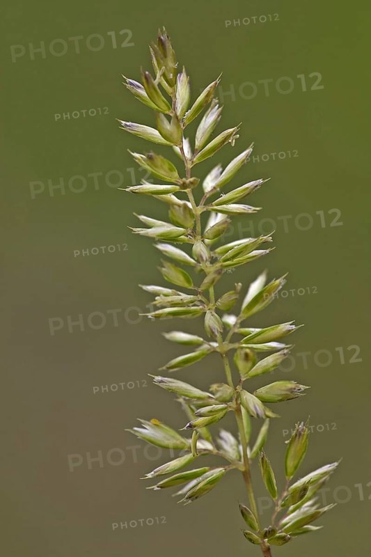 Seed head of yellow cockscomb