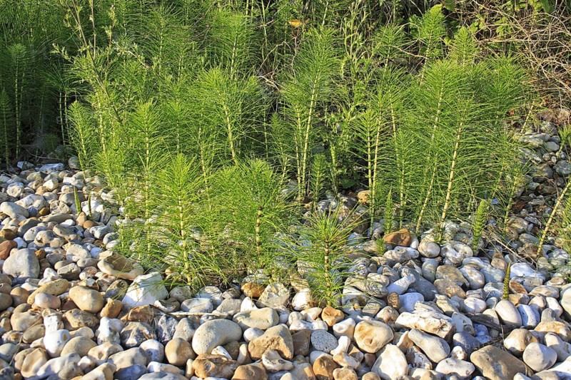Great horsetail
