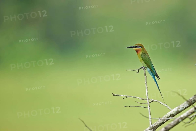 Blue-tailed Bee-eater