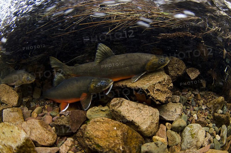 Arctic char